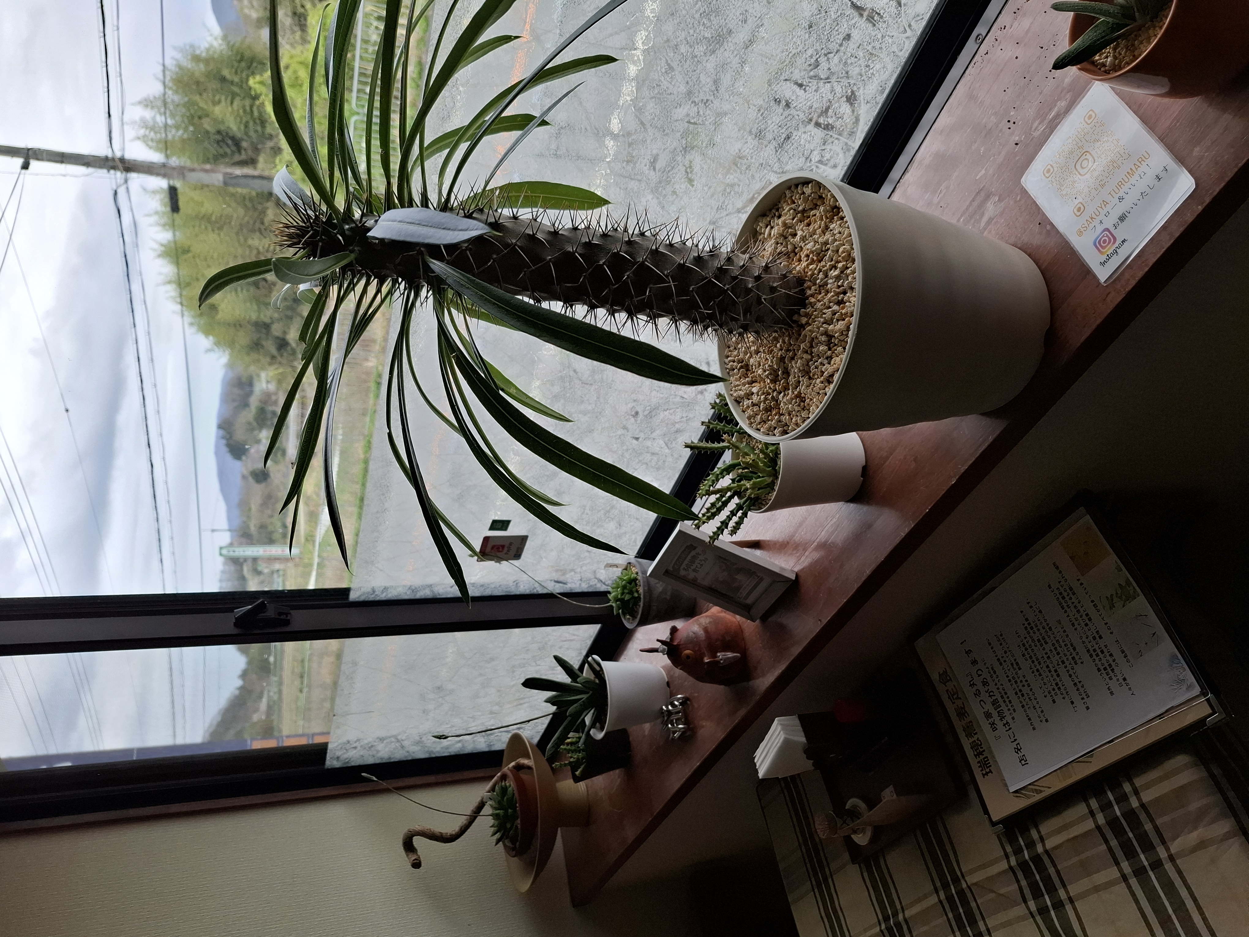 店内の多肉植物